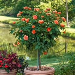 Coral Drift® Rose Tree