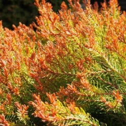 Fire Chief™ Arborvitae