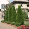 Emerald Green Arborvitae -Macys Shop 10778833