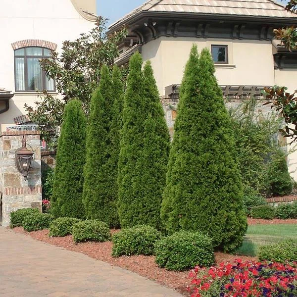 Emerald Green Arborvitae 3 Emerald Green Arborvitae