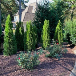 Emerald Green Arborvitae 11 Emerald Green Arborvitae -Macys Shop 10778834