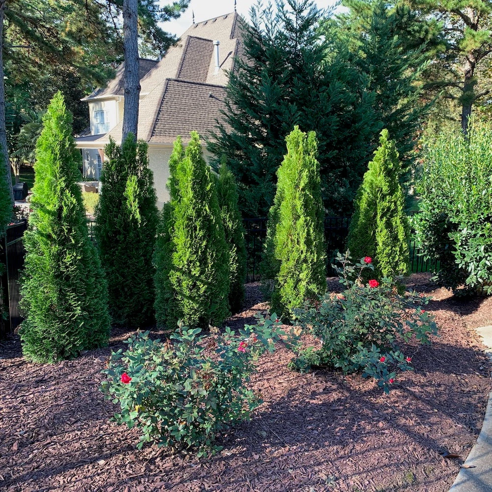Emerald Green Arborvitae 5 Emerald Green Arborvitae - Image 3