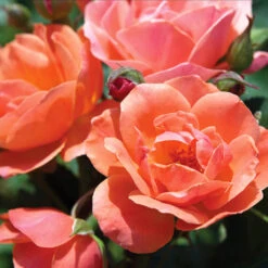 Coral Knock Out® Rose Tree -Macys Shop 1128513