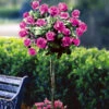 Angel Face Rose Tree -Macys Shop 13884