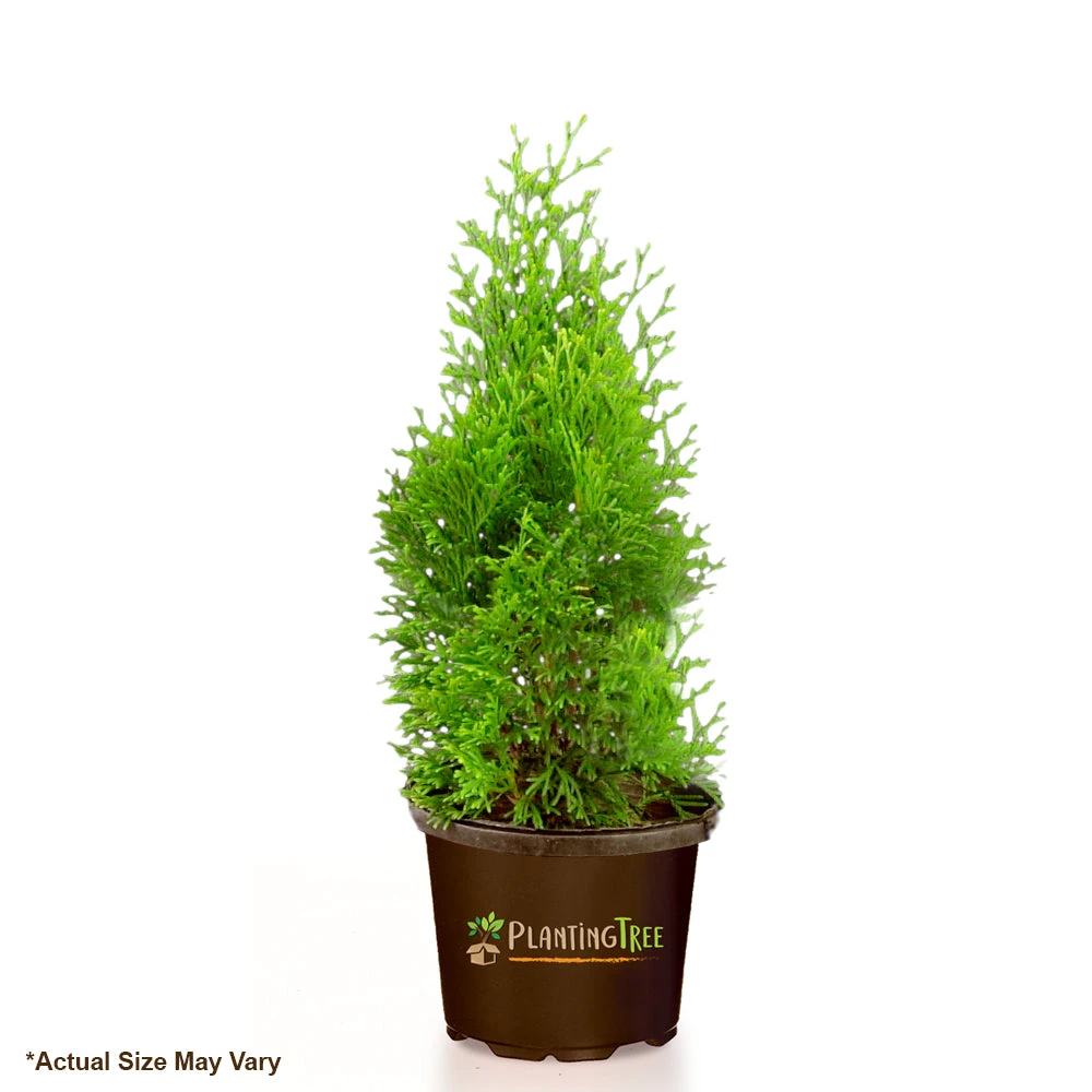 Emerald Green Arborvitae 9 Emerald Green Arborvitae - Image 7