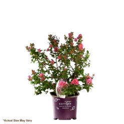 First Editions® Coral Magic Crapemyrtle -Macys Shop 1539760