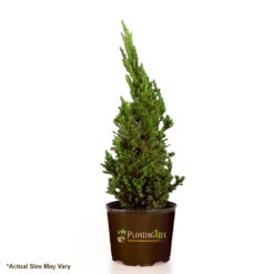 Black Dragon Cryptomeria -Macys Shop 1562563