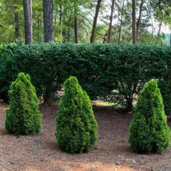 Morgan Chinese Arborvitae