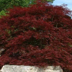 Red Dragon Japanese Maple -Macys Shop 2105