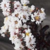 First Editions® Moonlight Magic™ Crapemyrtle -Macys Shop 2159