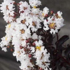 First Editions® Moonlight Magic™ Crapemyrtle