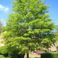 Willow Oak -Macys Shop 2188