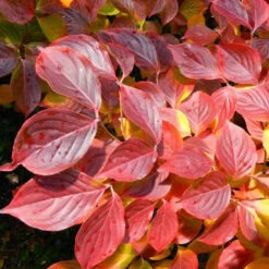 White Kousa Dogwood Tree -Macys Shop 2189