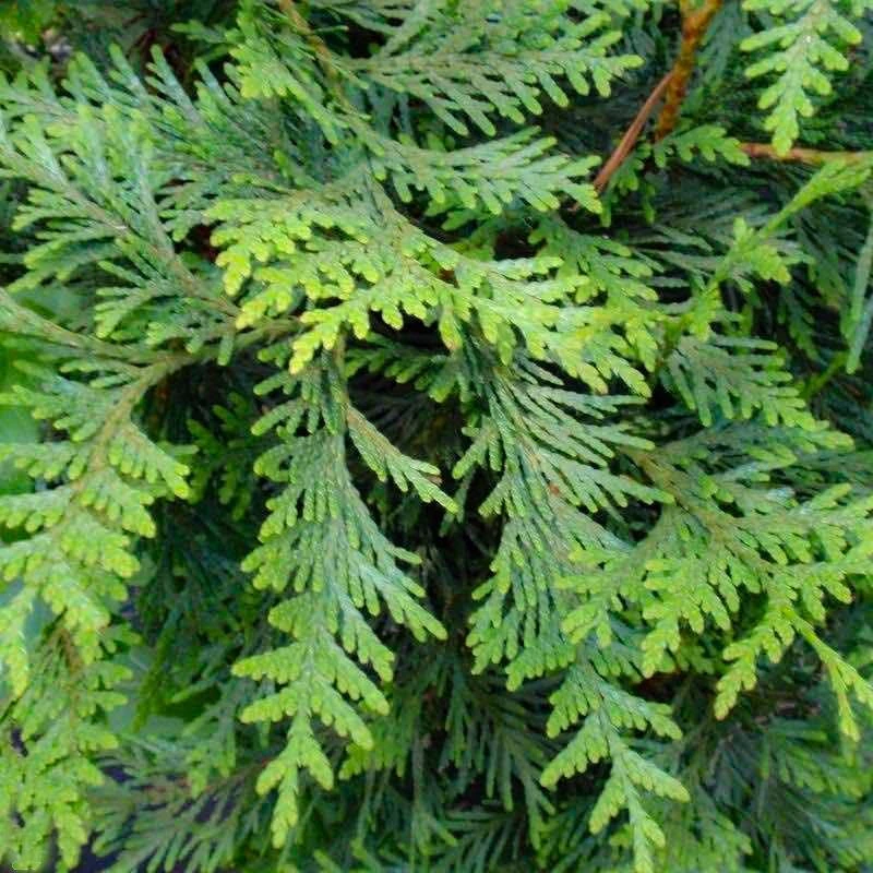 Thuja Green Giant 8 Thuja Green Giant - Image 6
