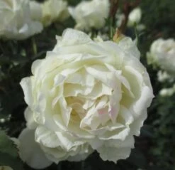 Icecap™ Rose Tree 11 Icecap™ Rose Tree -Macys Shop 2275