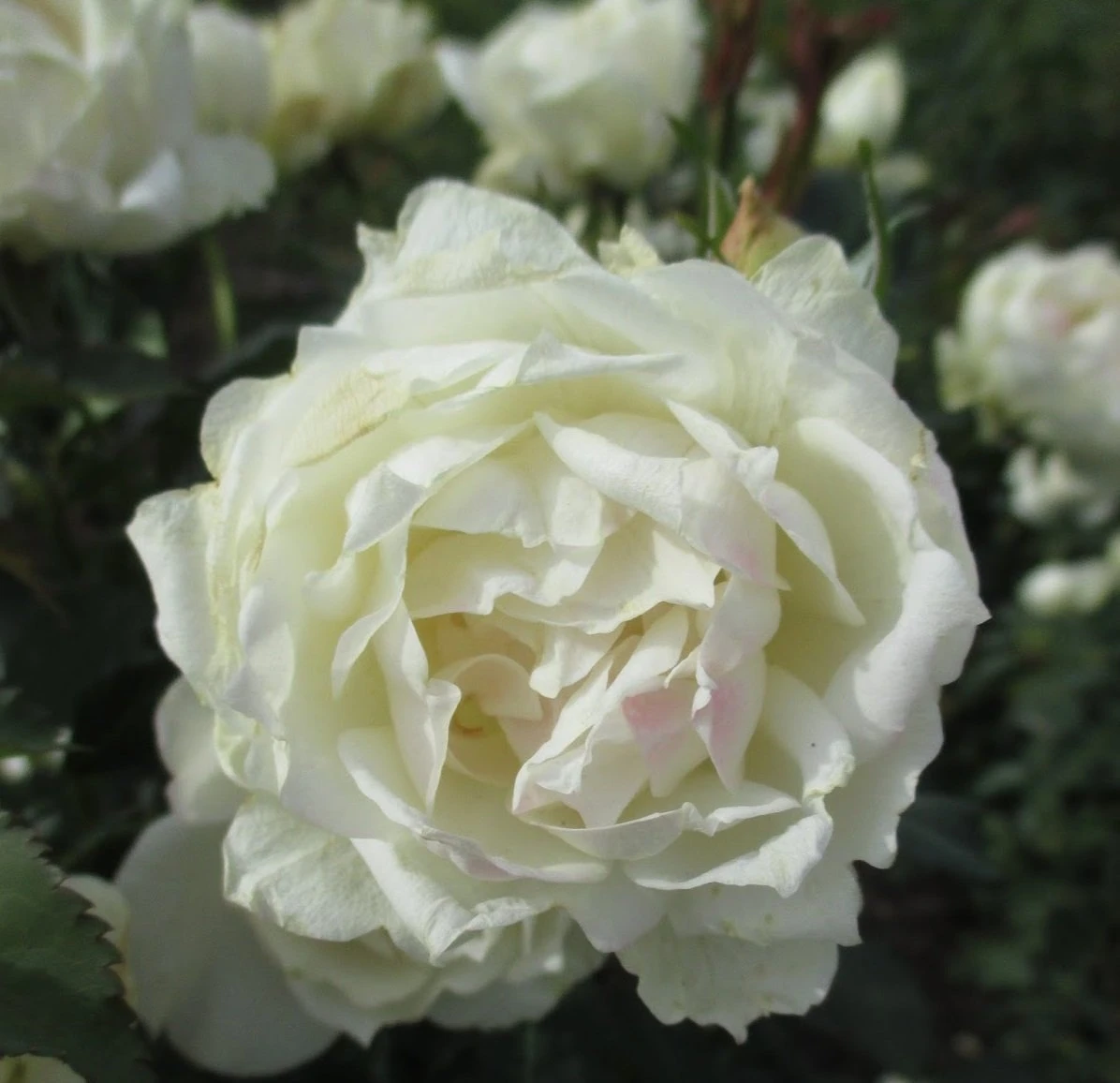 Icecap™ Rose Tree 7 Icecap™ Rose Tree - Image 5