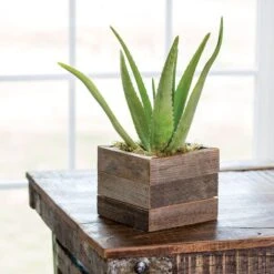 Aloe Vera Plant In Reclaimed Wood