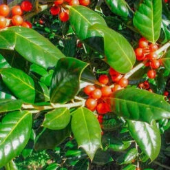 Nellie Stevens Holly -Macys Shop 2293