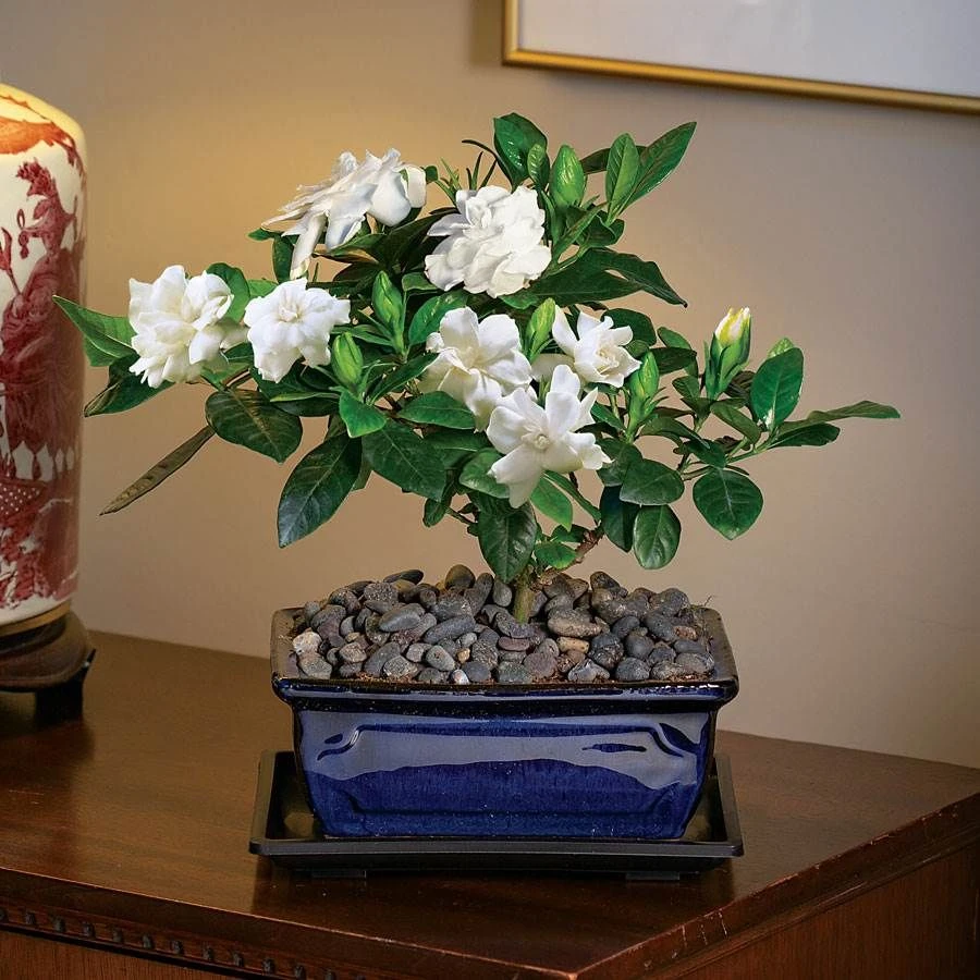 Gardenia Bonsai 3 Gardenia Bonsai