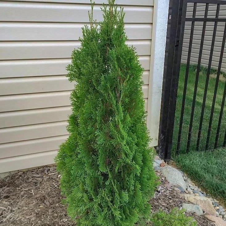 Emerald Green Arborvitae 4 Emerald Green Arborvitae - Image 2