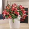 Joyous Christmas Cactus -Macys Shop 23265
