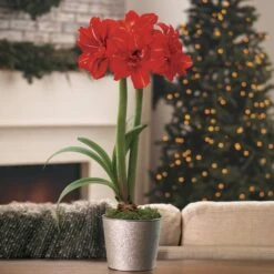 Shiny Bright Single Red Peacock Amaryllis