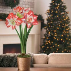 Star Light Single Blossom Peacock Amaryllis