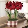 Fireside Plaid Double TNT Amaryllis -Macys Shop 23635