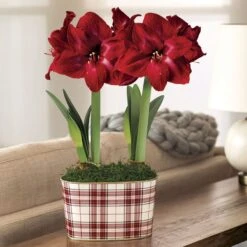 Fireside Plaid Double TNT Amaryllis