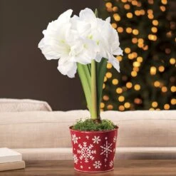 Snow Flurries Single Alfresco Amaryllis