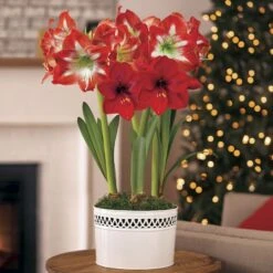 Joyous Holiday Triple Mixed Amaryllis