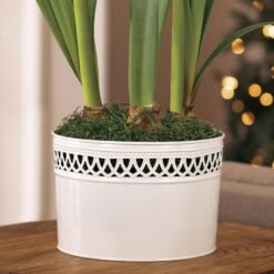 Joyous Holiday Triple Mixed Amaryllis -Macys Shop 23651 2