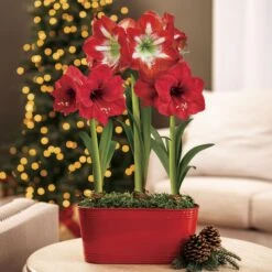 Season's Greetings Triple Mixed Amaryllis