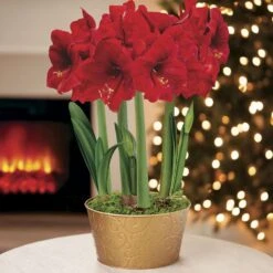 Holiday Ball Ultimate Red Lion Amaryllis