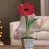 Holiday Glow Single Red Lion Amaryllis -Macys Shop 23658