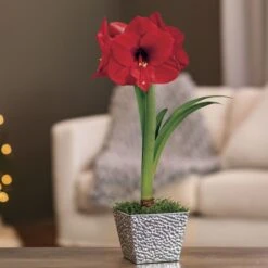 Holiday Glow Single Red Lion Amaryllis