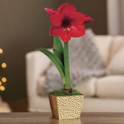 Cheerful Greetings Single Red Lion Amaryllis