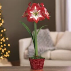Warmest Welcome Single Minerva Amaryllis
