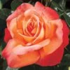 Voodoo Hybrid Tea Rose -Macys Shop 23739