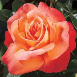 Voodoo Hybrid Tea Rose