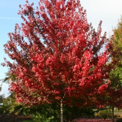 American Red Maple Tree -Macys Shop 2385