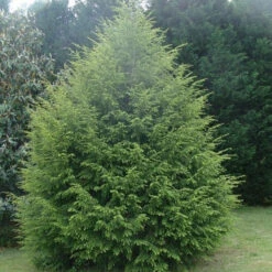 Canadian Hemlock -Macys Shop 2388