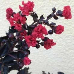 Black Diamond Mystic Magenta Crape Myrtle -Macys Shop 2430