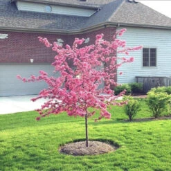 Profusion Crabapple Tree -Macys Shop 2432