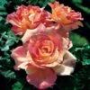 Cabana Hybrid Tea Rose -Macys Shop 24761