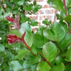 First Editions® Coral Magic Crapemyrtle -Macys Shop 2479