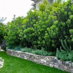 Wax Myrtle 13 Wax Myrtle -Macys Shop 2491