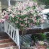 Double Pink Rose Of Sharon Tree -Macys Shop 2516