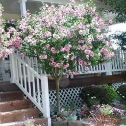 Double Pink Rose Of Sharon Tree