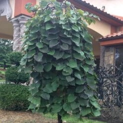 Ruby Falls Redbud -Macys Shop 2553